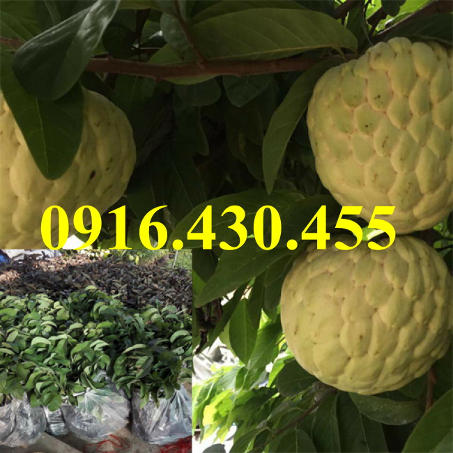 Cây giống na thái